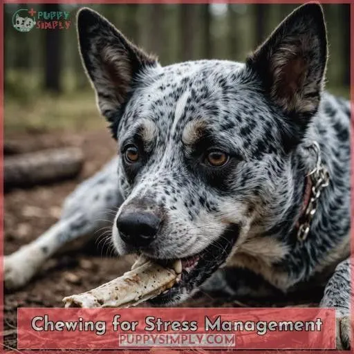 Chewing for Stress Management