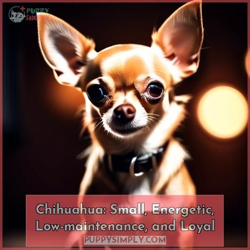 Chihuahua: Small, Energetic, Low-maintenance, and Loyal