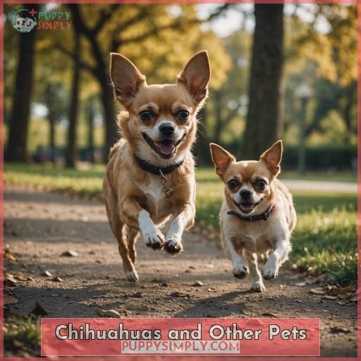 Chihuahuas and Other Pets
