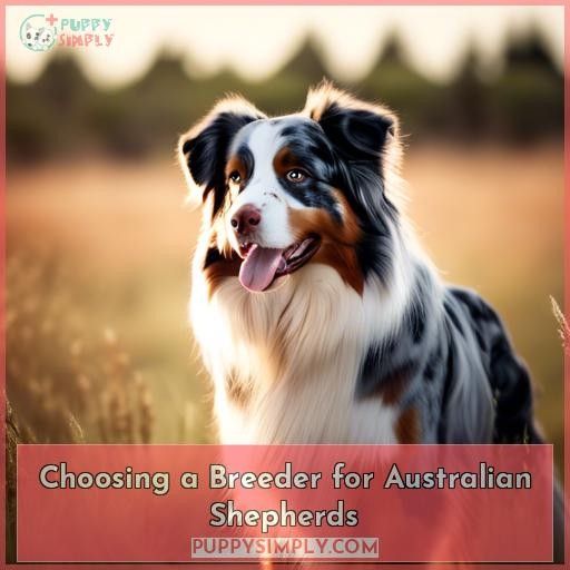 Choosing a Breeder for Australian Shepherds