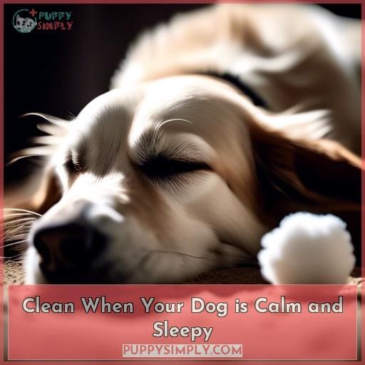 Clean When Your Dog is Calm and Sleepy