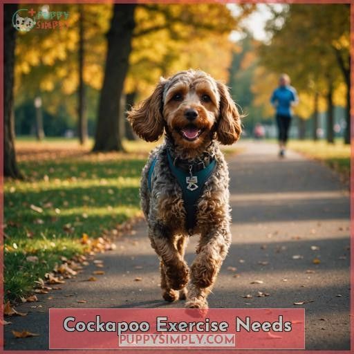 Cockapoo Exercise Needs