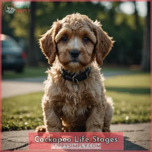 Cockapoo Life Stages