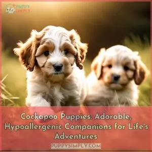 cockapoo puppies