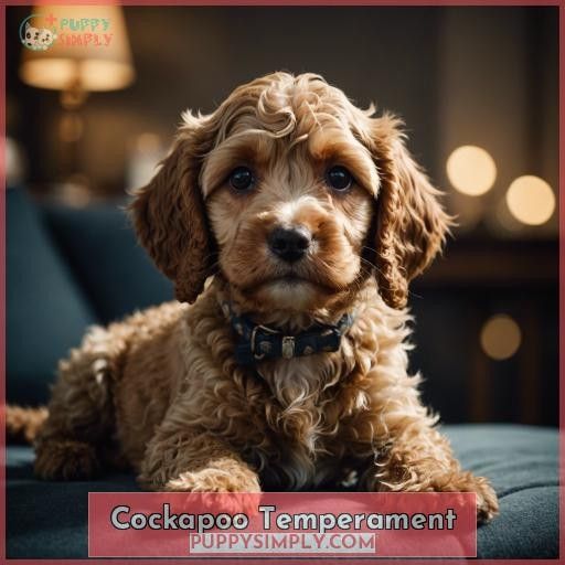 Cockapoo Temperament