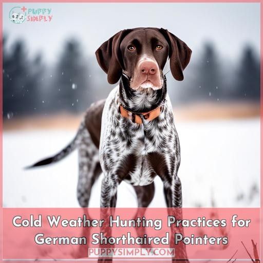 Cold Weather Hunting Practices for German Shorthaired Pointers