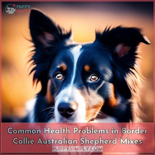 Common Health Problems in Border Collie Australian Shepherd Mixes