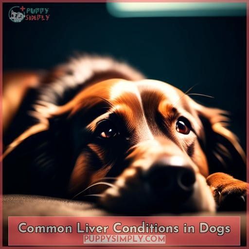 Common Liver Conditions in Dogs