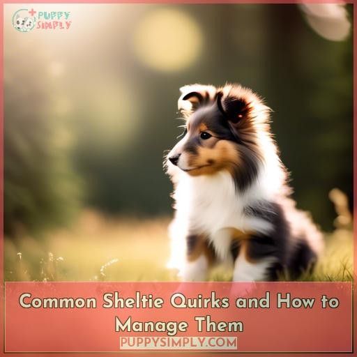 Common Sheltie Quirks and How to Manage Them