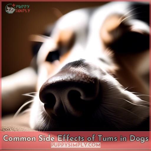 Common Side Effects of Tums in Dogs