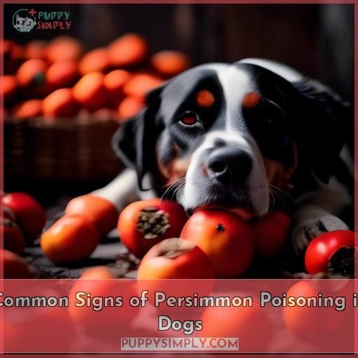 Common Signs of Persimmon Poisoning in Dogs
