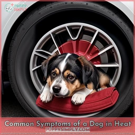 Common Symptoms of a Dog in Heat