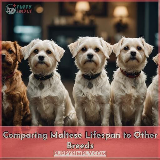 Comparing Maltese Lifespan to Other Breeds