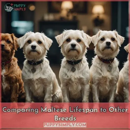 Comparing Maltese Lifespan to Other Breeds