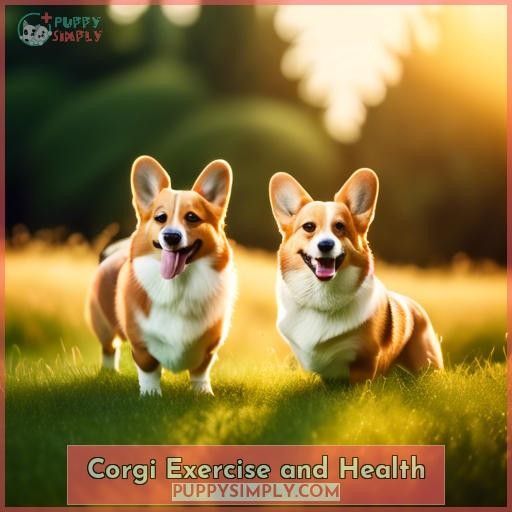 Corgi Exercise and Health