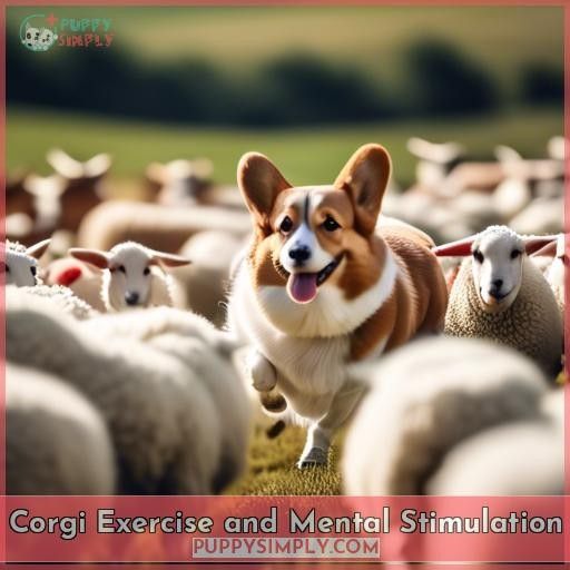 Corgi Exercise and Mental Stimulation