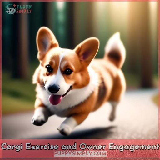 Corgi Exercise and Owner Engagement