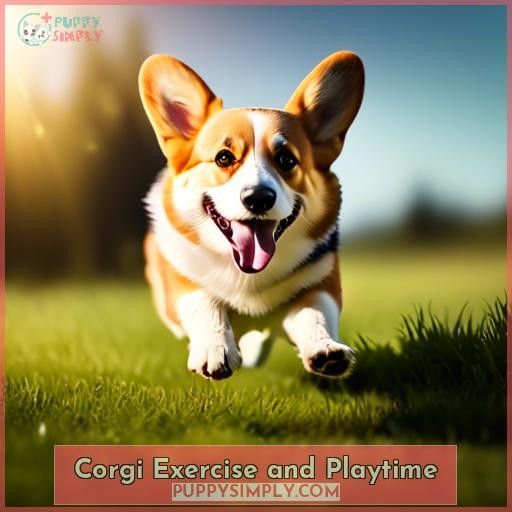 Corgi Exercise and Playtime