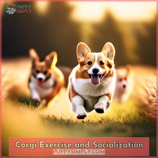 Corgi Exercise and Socialization