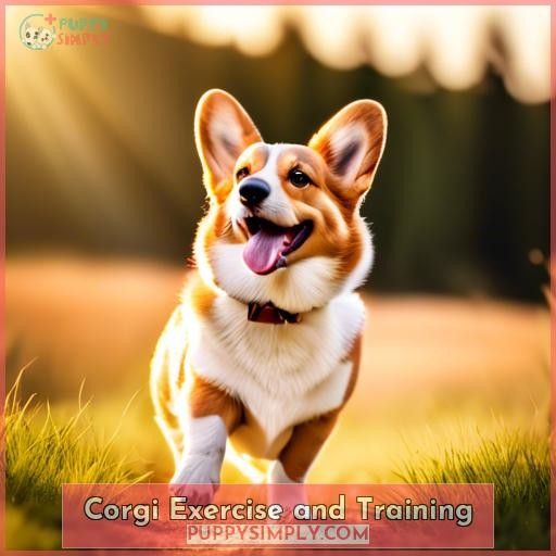 Corgi Exercise and Training