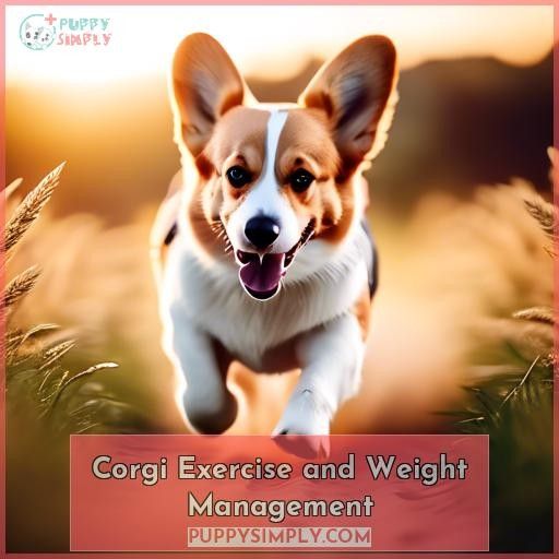 Corgi Exercise and Weight Management