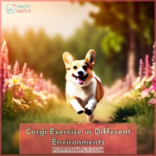 Corgi Exercise in Different Environments Corgi Exercise in Different Environments