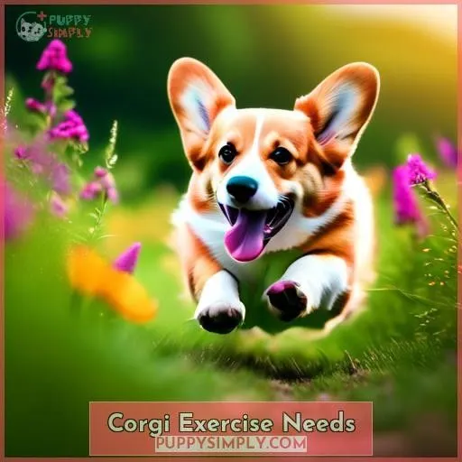 Corgi Exercise Needs