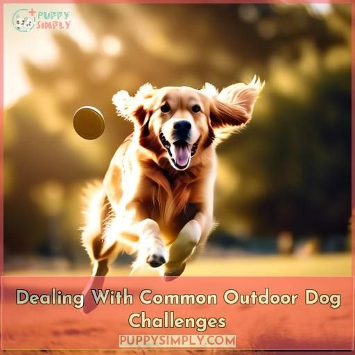 Dealing With Common Outdoor Dog Challenges