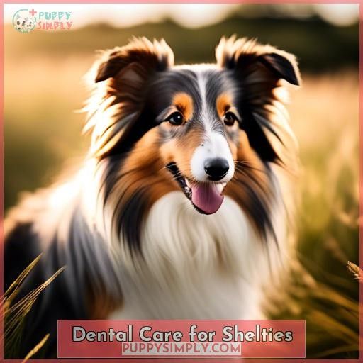 Dental Care for Shelties
