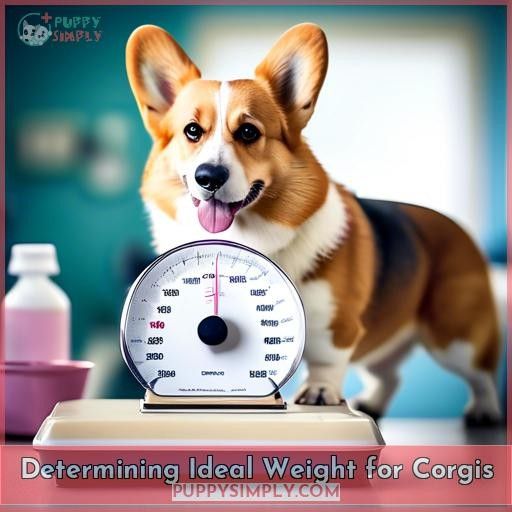 Determining Ideal Weight for Corgis