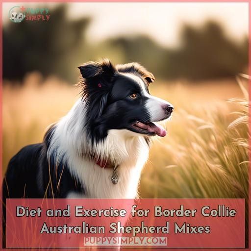 Diet and Exercise for Border Collie Australian Shepherd Mixes