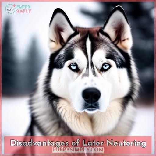 Disadvantages of Later Neutering