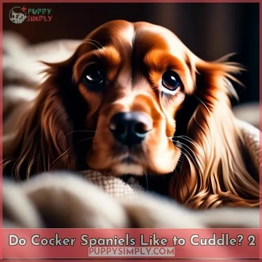 Do Cocker Spaniels Like to Cuddle 2
