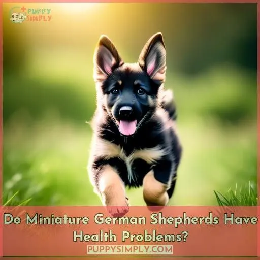 Do Miniature German Shepherds Have Health Problems