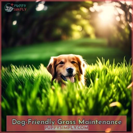 Dog-Friendly Grass Maintenance