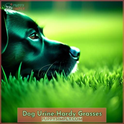 Dog Urine-Hardy Grasses