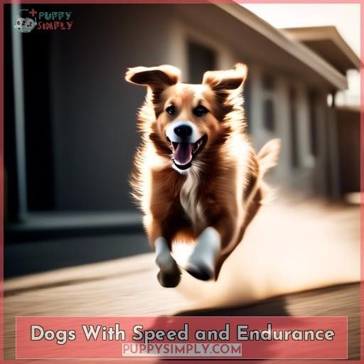 Dogs With Speed and Endurance