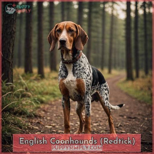 English Coonhounds (Redtick)