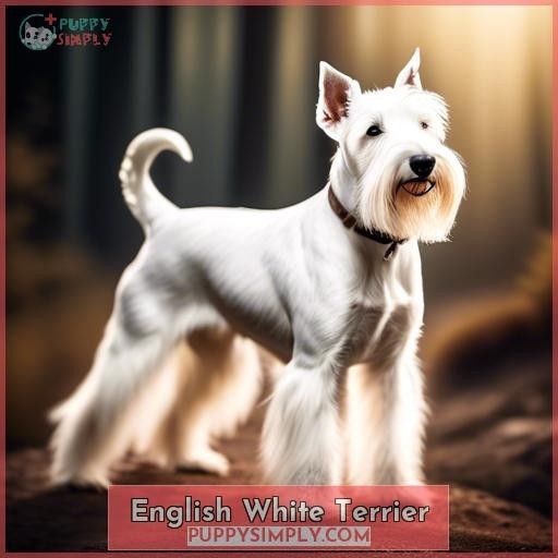 English White Terrier