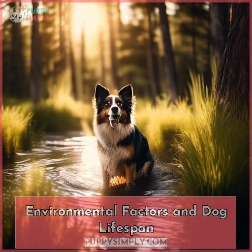 Environmental Factors and Dog Lifespan