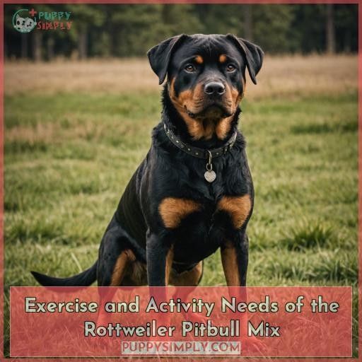 Exercise and Activity Needs of the Rottweiler Pitbull Mix