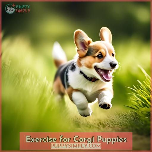 Exercise for Corgi Puppies