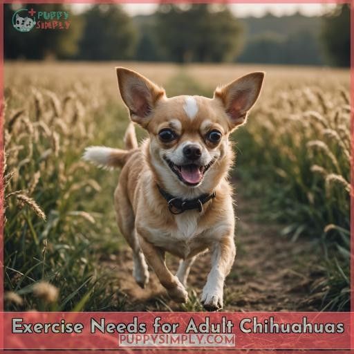 Exercise Needs for Adult Chihuahuas