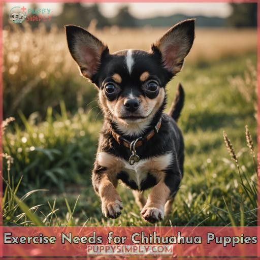 Exercise Needs for Chihuahua Puppies