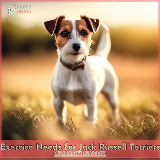 Exercise Needs for Jack Russell Terriers