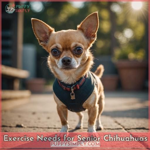 Exercise Needs for Senior Chihuahuas