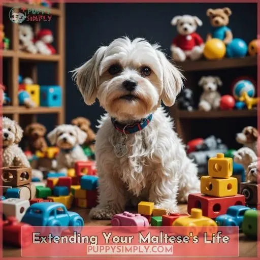 Extending Your Maltese