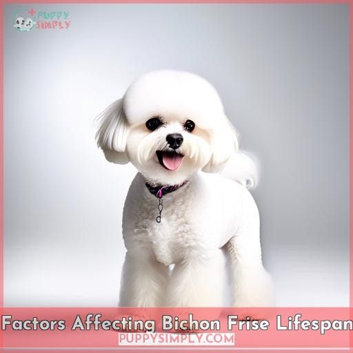Factors Affecting Bichon Frise Lifespan