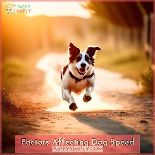 Factors Affecting Dog Speed