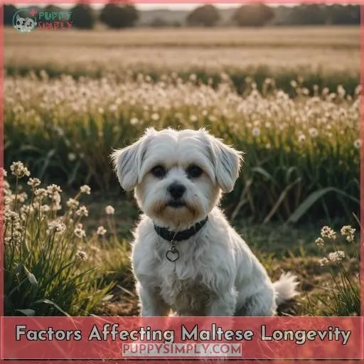Factors Affecting Maltese Longevity